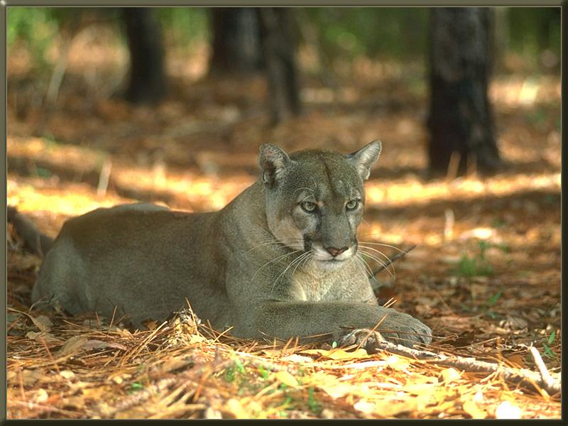 Florida Panther 01-Cougar.jpg
