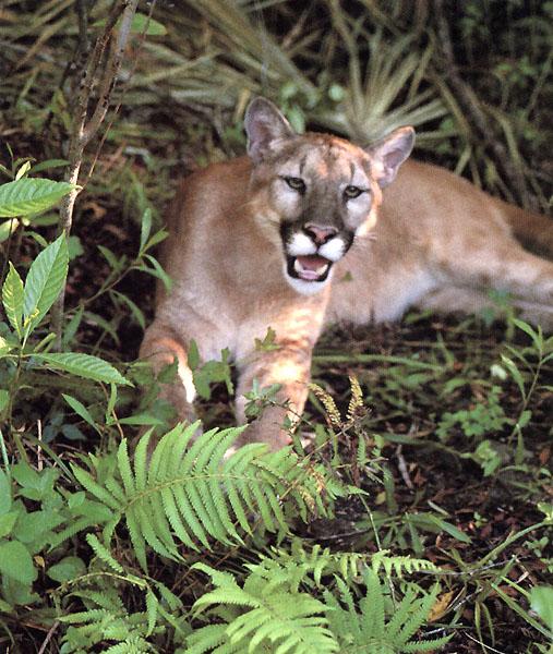 Florida Panther 04-sitting in forest.JPG