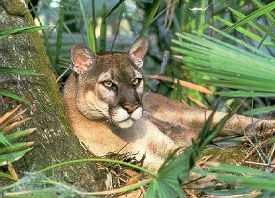 Florida Panther resting in forest.jpg