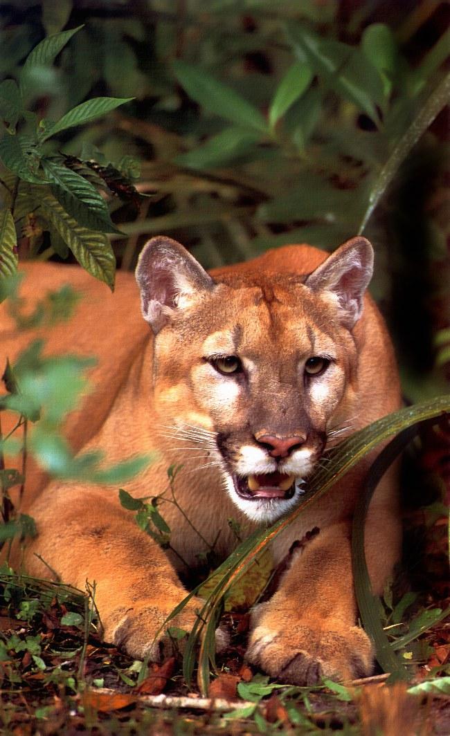 p-wc63-Panther-Cougar-sitting in forest.jpg