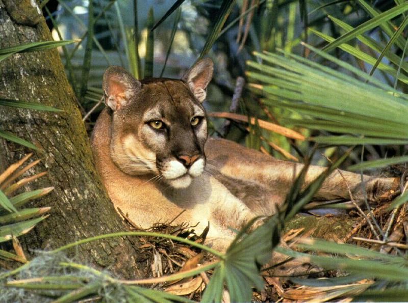 wldf9901-Florida Panther-cougar resting under tree.jpg