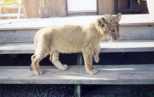 a0001-African Lion-male cub.jpg
