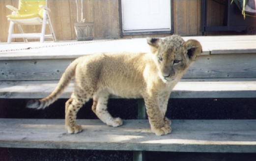 a0002-African Lion-male cub.jpg