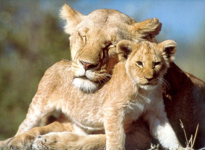 African Lion - Panthera leo jt-mom and baby.jpg