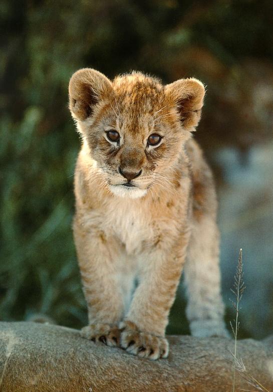 afwld003-African Lion-cub on mom s back.jpg