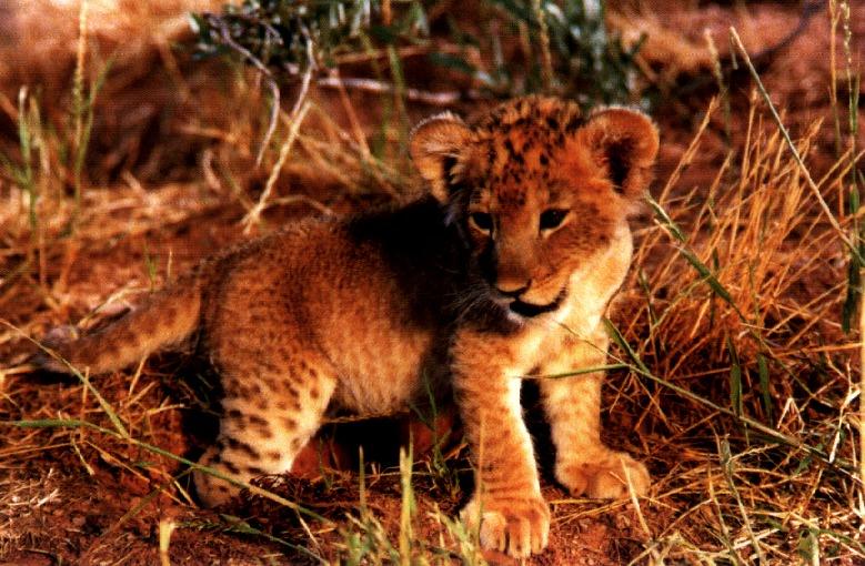lion02gt-Cute Cub.jpg