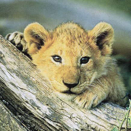 Lion-Cub-Baby Face on Log.jpg