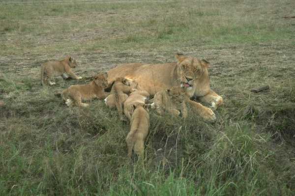 lioness-and-cubs.jpg