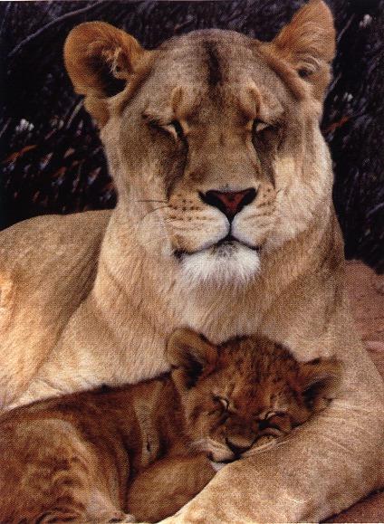 lions13gt-Sleepy Mom and Cub.jpg