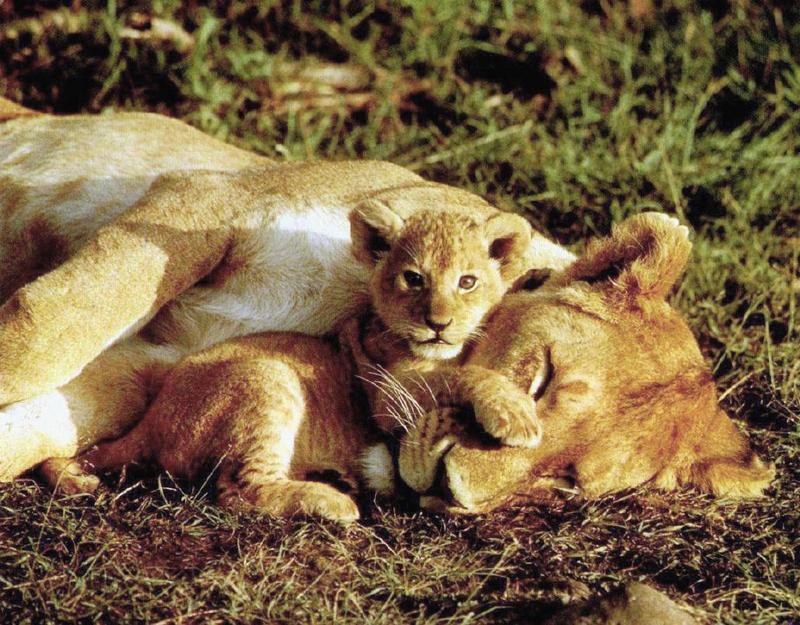Lions-Sleeping Mom-Baby-Cub14.jpg