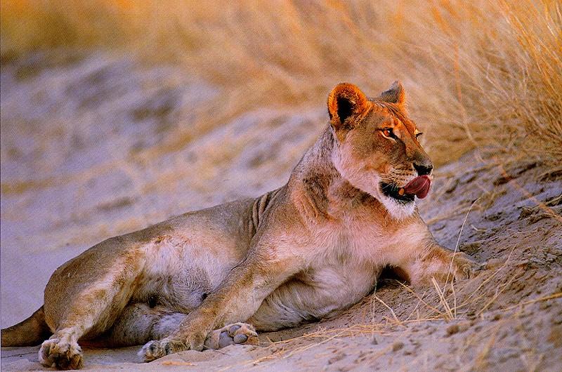 Lioness-resting in sand groove.jpg