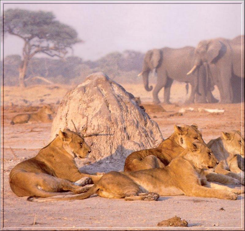 PO Fisa 131 Lions et Elephants.jpg