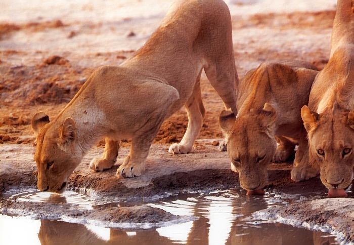 p-wc17-Lionesses-trio lapping water.jpg