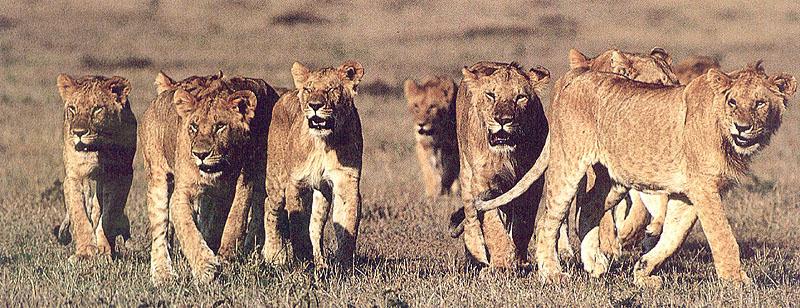 wildcat59-Lionesses Pack.jpg