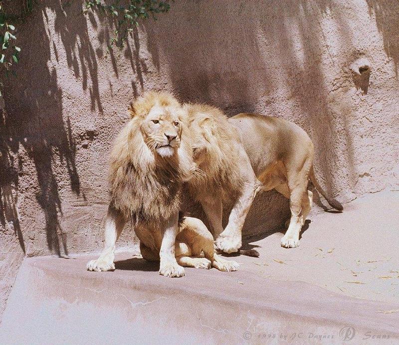 AfLion09L-African Lions-San Diego Zoo.jpg