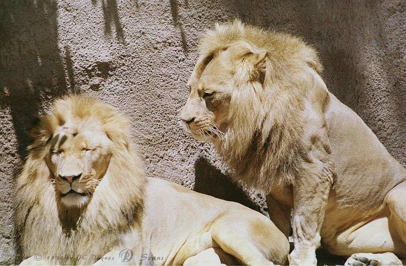 AfLion12L-African Lions-Males-San Diego Zoo.jpg