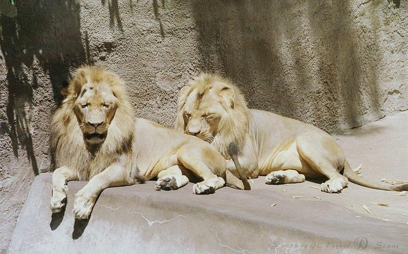 AfLion13L-African Lions-Males-San Diego Zoo.jpg