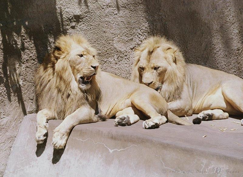 AfLion15L-African Lions-Males-San Diego Zoo.jpg