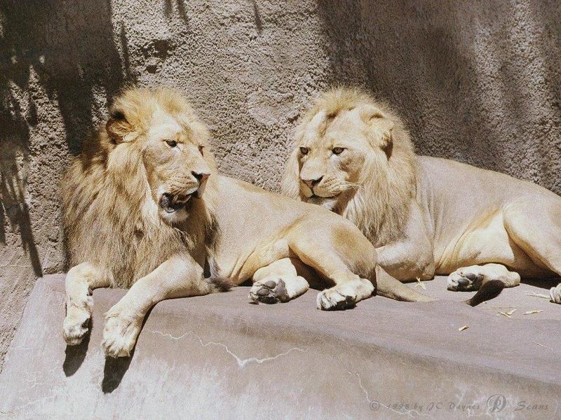 AfLion16L-African Lions-Males-San Diego Zoo.jpg
