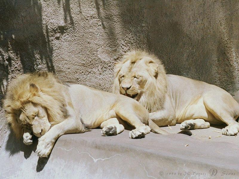 AfLion17L-African Lions-Males-San Diego Zoo.jpg