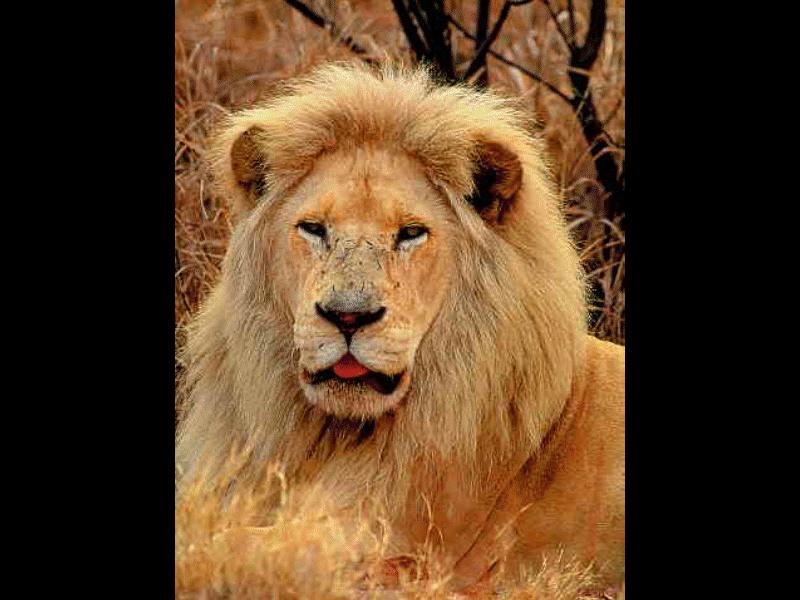 CATS20-African Lion-male face closeup.jpg