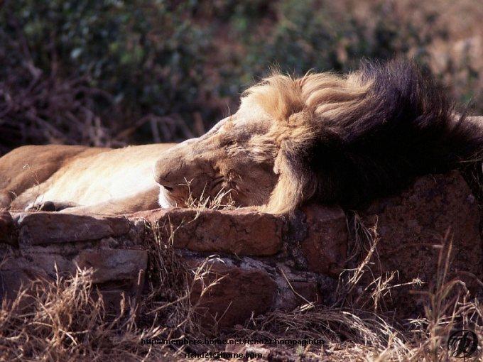FLion2-African Lion-Male sleeping.jpg