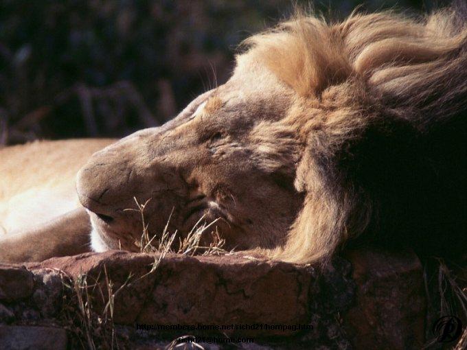 FLionhd-African Lion-Male sleeping-Head Closeup.jpg