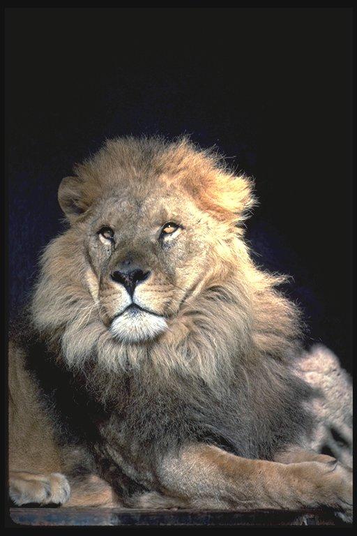 lion6.jpg