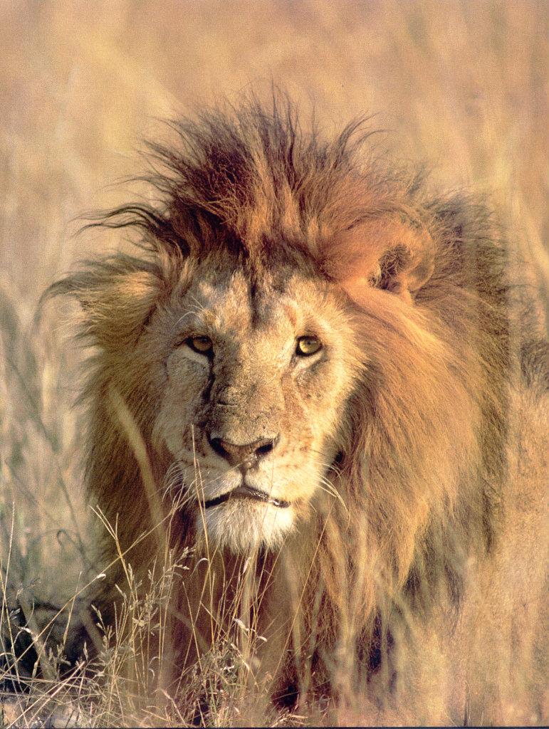 lj Lyin Lion-Kenya.jpg