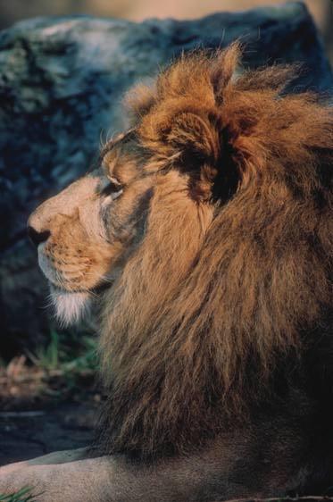 male lion.jpg