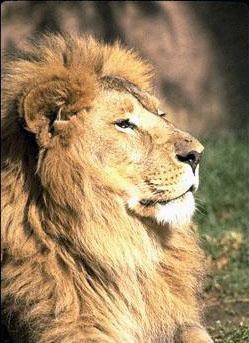 Male Lion-Card-Portrait.jpg