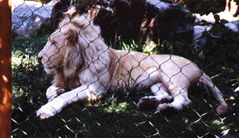 White Lion-male sitting in cage.jpg