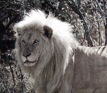 White Lion-standing2-male.jpg