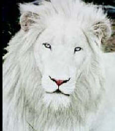 whtlion1-White Lion-male face closeup.jpg