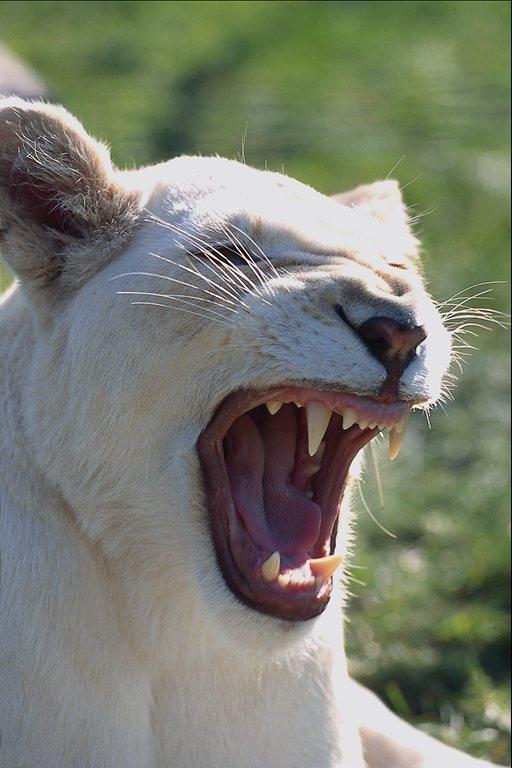 wildcat02-White Lion-Face-Roaring.jpg