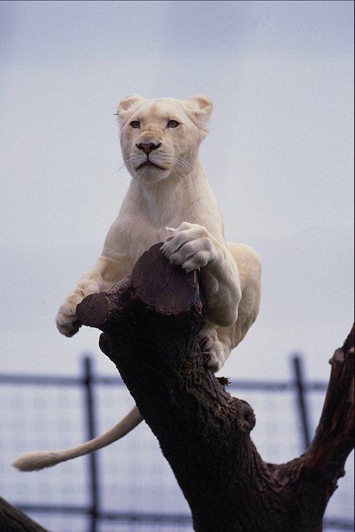 wildcat03-White Lion on Tree.jpg