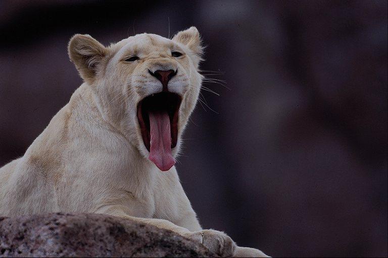 wildcat05-White Lion-Female-Yawning.jpg