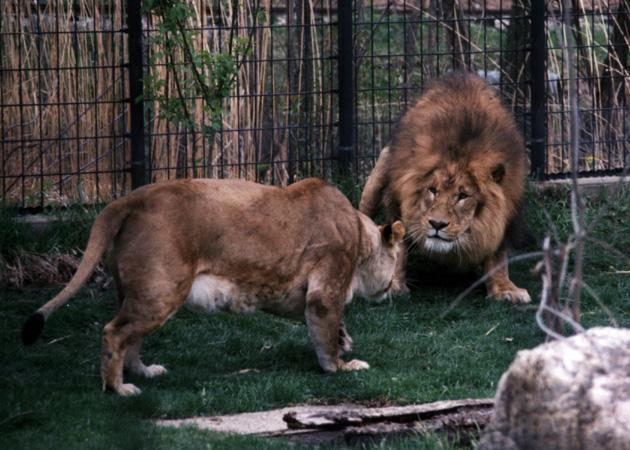 2Lions Couple in Cage.jpg