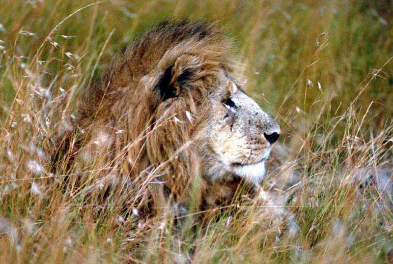 Africa2-Lion Lying in Reed Field.jpg