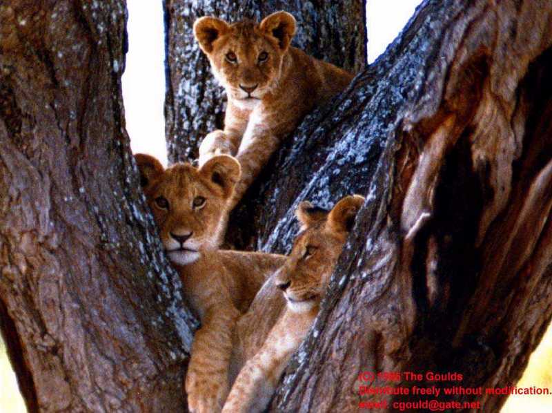 Africa3-3Lion Pups On Tree.jpg