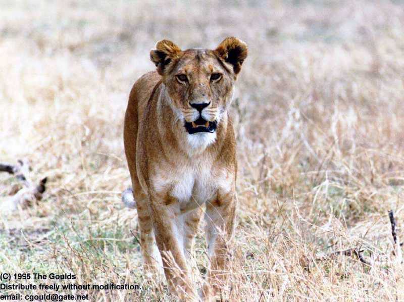 Africa4-lioness Walking.jpg