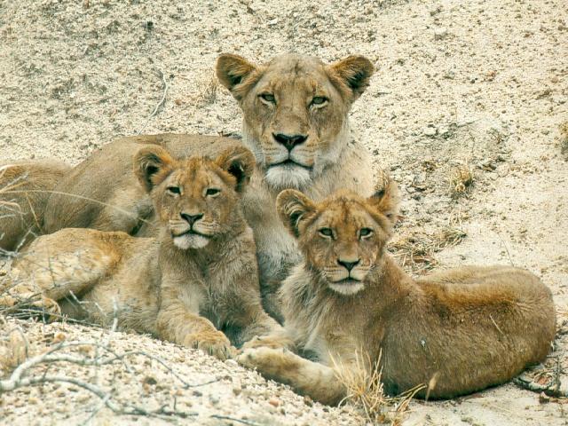 afwld070-Lion Family-Mom and 2Youngs.jpg