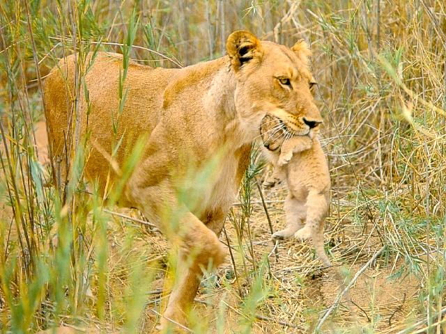 afwld081-Lioness-Mom Carrying Baby in Mouth.jpg