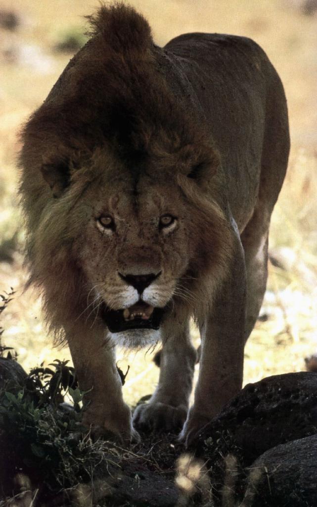 Lion 01-Closeup.jpg