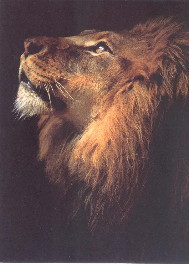 lion prayer.jpg