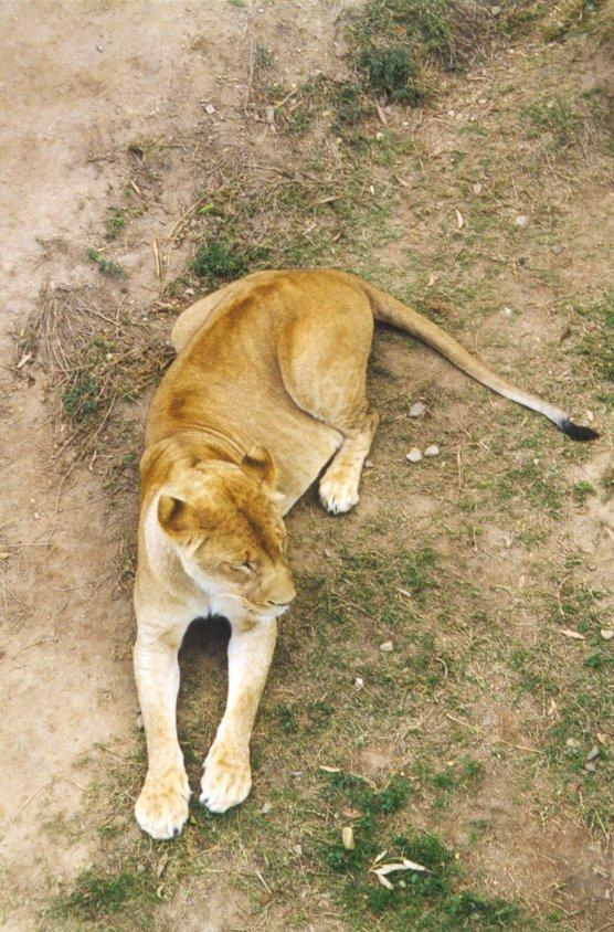 lion1-African Lioness-sitting on ground.jpg
