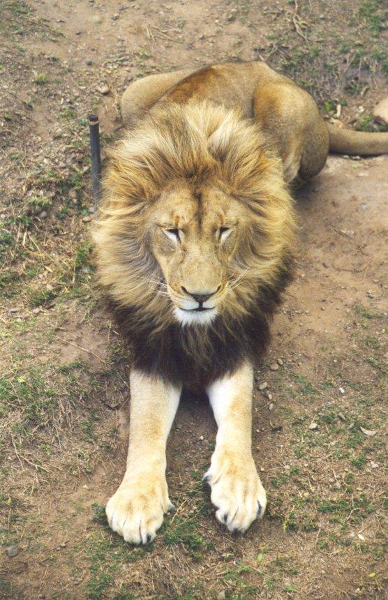 lion2-African Lion-male sits on ground.jpg