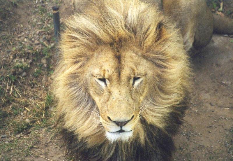 lion3-African Lion-male face closeup.jpg