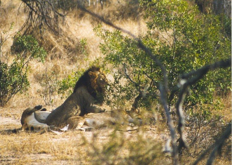lion4-African Lions-resting in bush.jpg