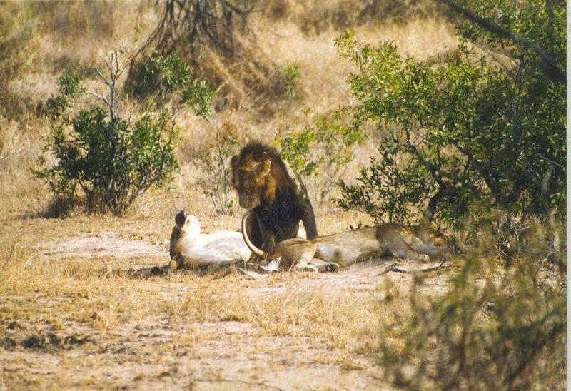 lion5-African Lions-resting in bush.jpg